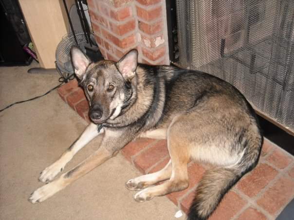 RedVelveet1227's tweet photo. here are some more pictures of him :) his name was dakota and he was a very good boy. https://t.co/utTMQn4Sp1