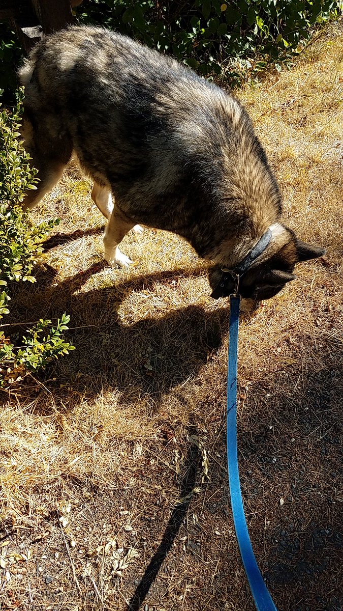 RedVelveet1227's tweet photo. here are some more pictures of him :) his name was dakota and he was a very good boy. https://t.co/utTMQn4Sp1