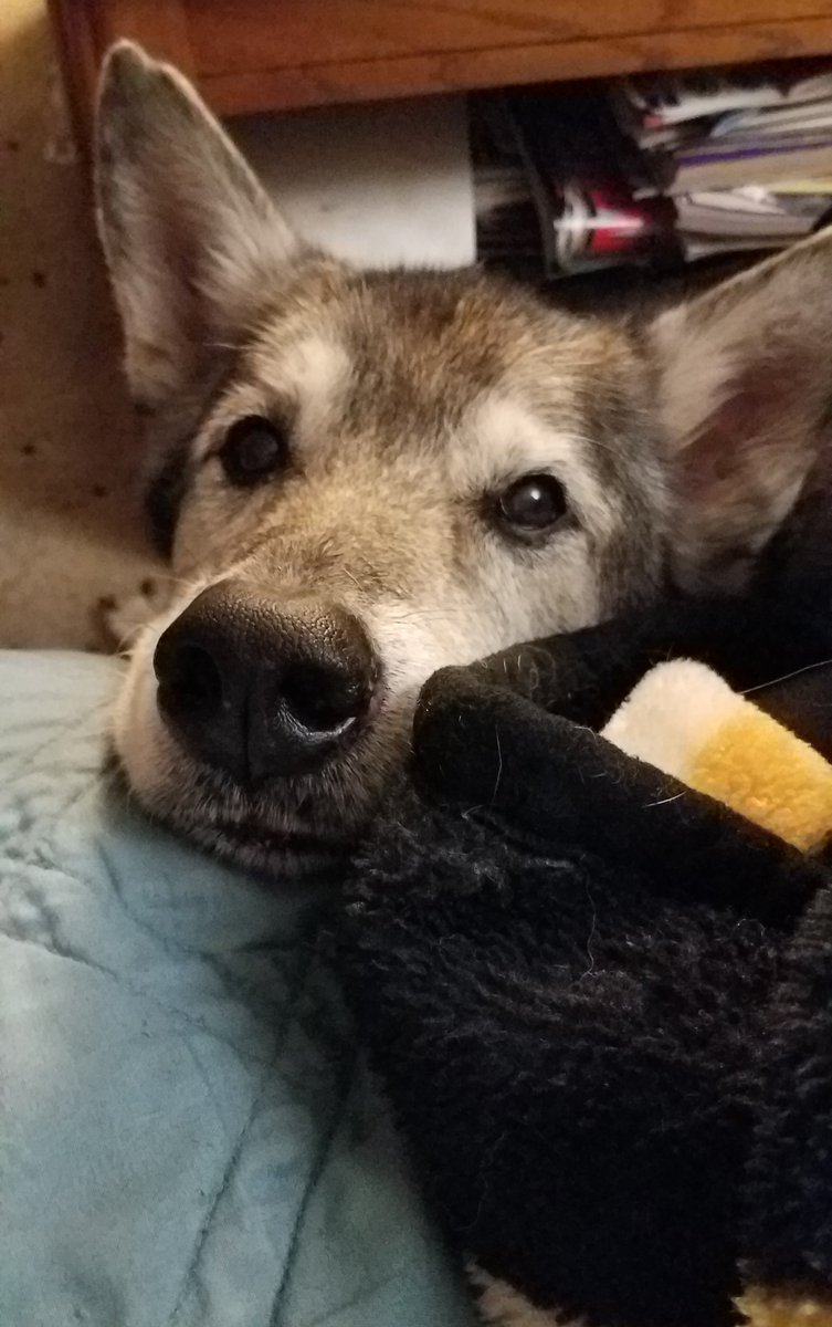 RedVelveet1227's tweet photo. here are some more pictures of him :) his name was dakota and he was a very good boy. https://t.co/utTMQn4Sp1