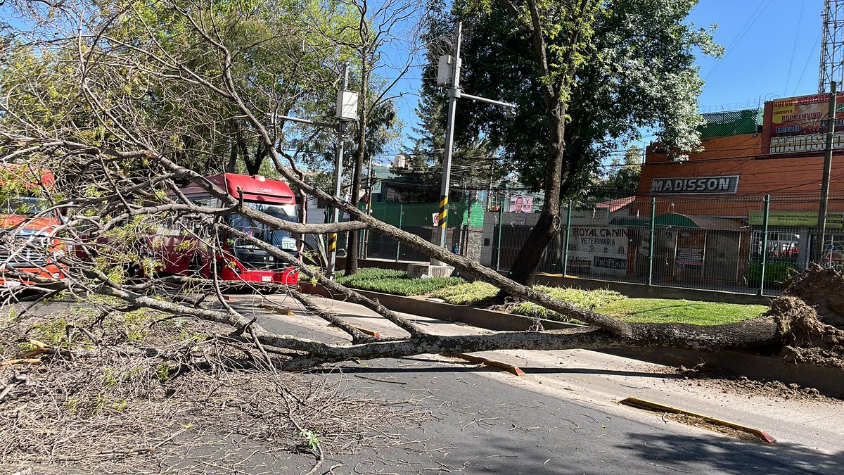 ArtificePsic's tweet photo. Se cayó un árbol sobre insurgentes con dirección a periférico justo antes de llegar a ayuntamiento (antes del Office)

Usar vías alternas como San Fernando

@TlalpanVecinos https://t.co/B65GaV9rUC