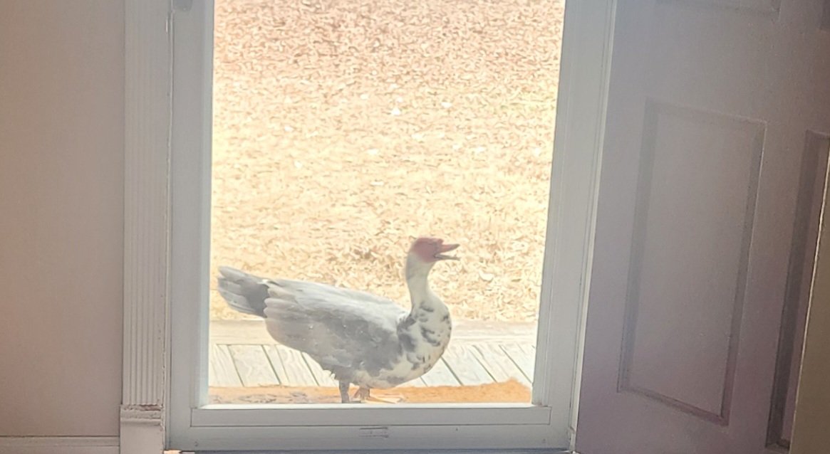A wild duck watched me feed the chickens, so now he comes to the door and knocks for his treats.