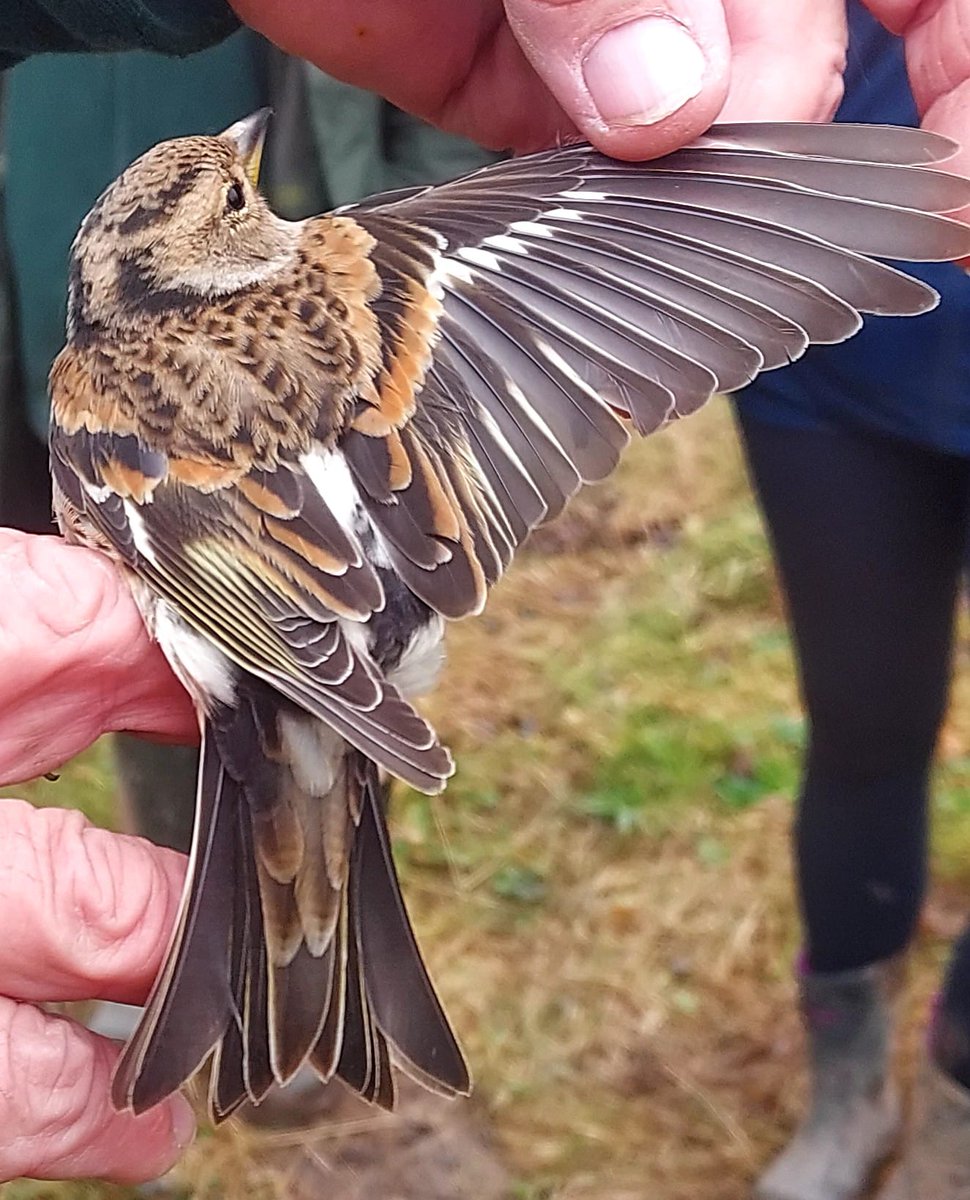 southnottsrg's tweet photo. A few updates have been posted on our blog, including today's ringing demo for the students at @NTU_ARES. Highlights included the 5th Brambling for the site and the first Chiffchaff of the year. https://t.co/07GhdnQL6w https://t.co/zMqy1z19A4