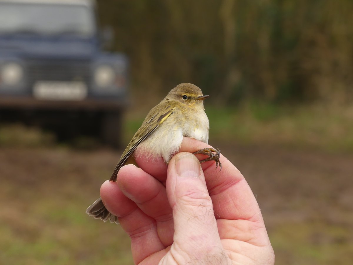 southnottsrg's tweet photo. A few updates have been posted on our blog, including today's ringing demo for the students at @NTU_ARES. Highlights included the 5th Brambling for the site and the first Chiffchaff of the year. https://t.co/07GhdnQL6w https://t.co/zMqy1z19A4