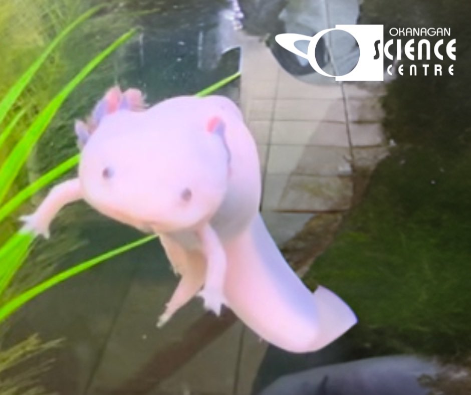 Hi again!! #axolotls