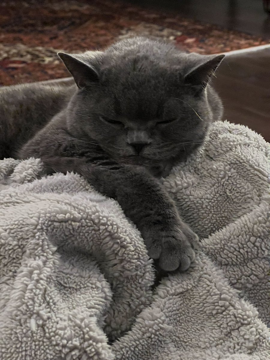 TGI #friyay dear furriends 😻#CatsOfTwitter