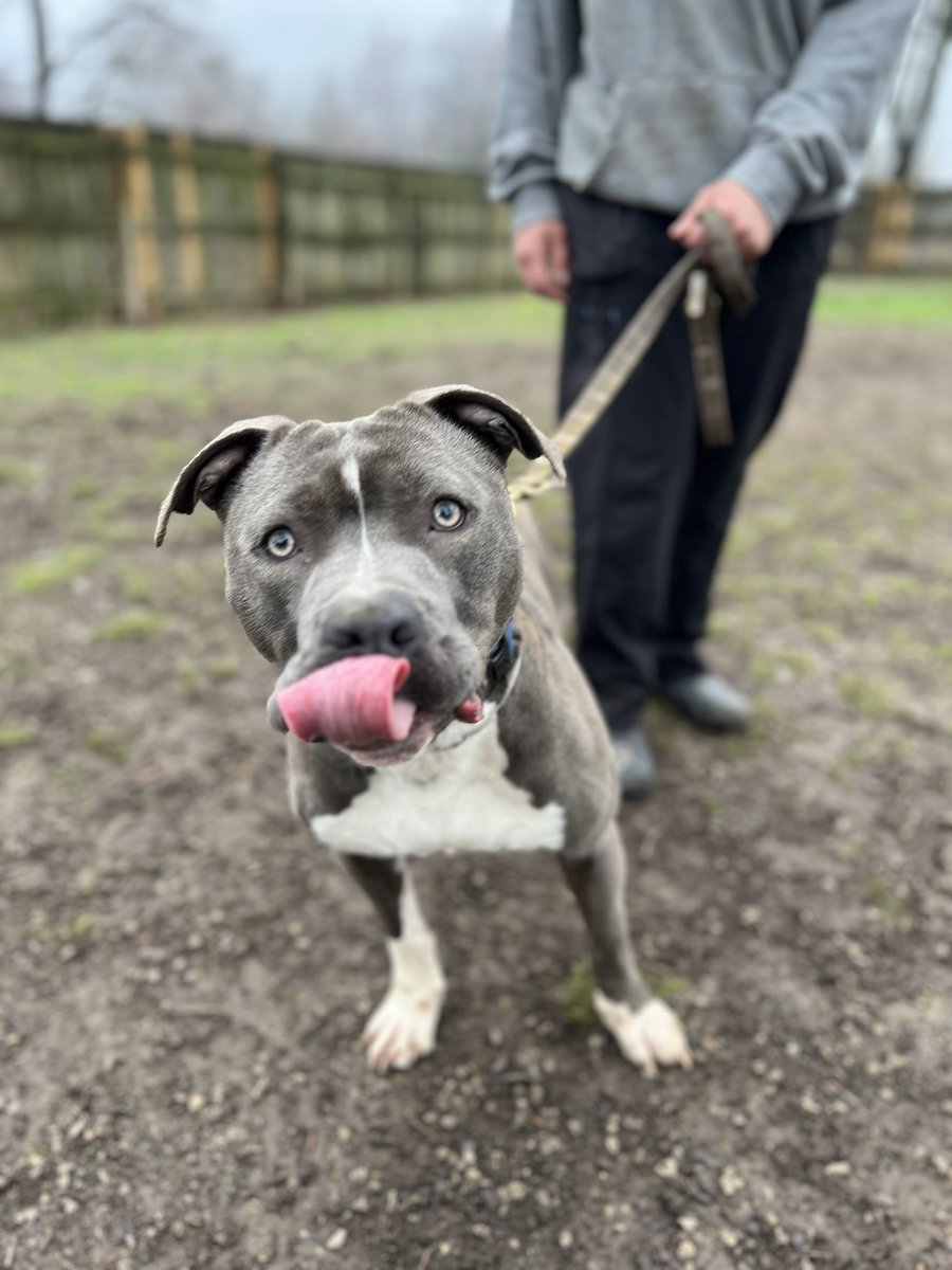 Pros of adopting Ash: - Great kisser - Basically a built-in weighted blanket - Great with other dogs Cons of adopting Ash: - There are none - Literally zero cons - Nope, can't think of a single one Meet this beautiful boy at our Sam Swope Pet TLC today! 😍