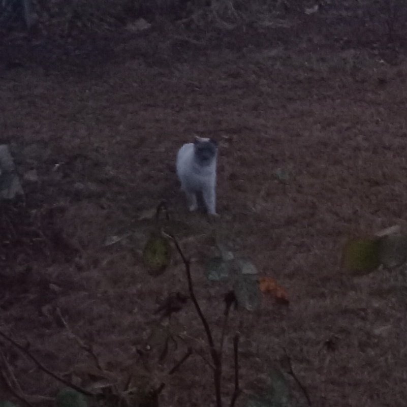 #QueenBastet #MysteryOfGodShiva #ลางสังหรณ์ก่อนหลงป่า #WhiteKitty in my backyard.