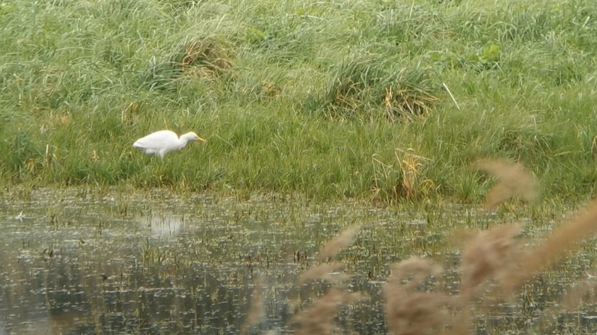 The White Falcon 💙 tweet media