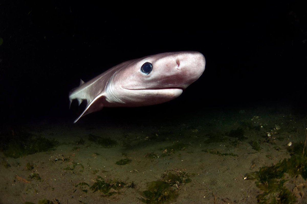 jcu's tweet photo. A new analysis has found one in seven deepwater sharks and rays are threatened with extinction, with the biggest threat coming from overfishing.
Full story 👉 https://t.co/eQmMwRn6wA https://t.co/rw935YRko2