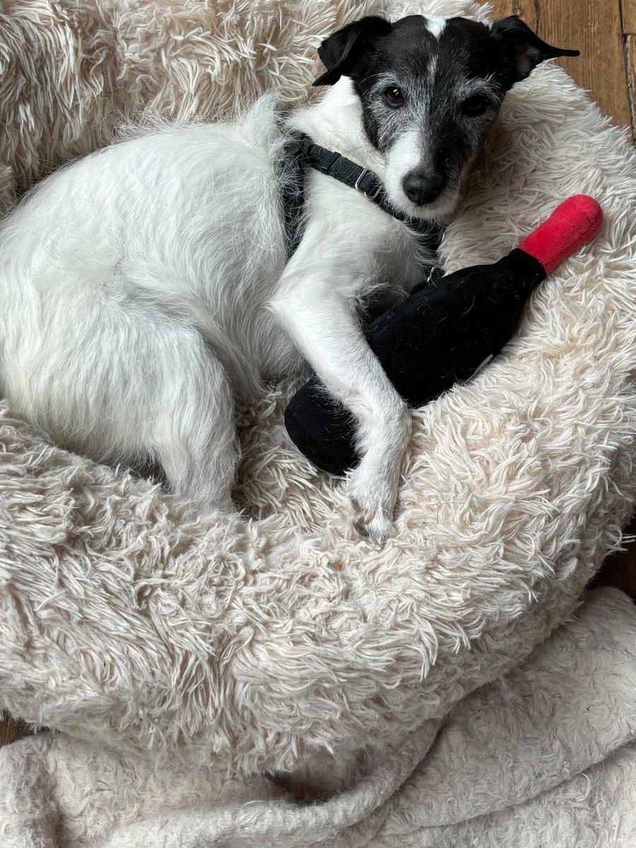 OrrBeth's tweet photo. @ForecasterEnten Chicken the dog has been over served. https://t.co/SzLJavfLki