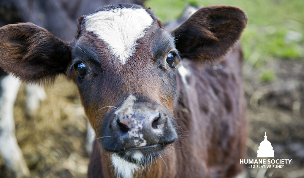 Congrats to the Legislator of the Year winners - @repblumenauer, @RepBrianFitz, @SenBooker, @SenAlexPadilla & the late @SenFeinstein - in recognition of their fight against the dangerous EATS Act & similar legislation, highlighting another critical dimension of their work:…