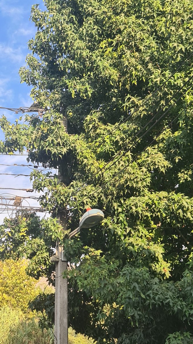 jcpr73's tweet photo. Árbol que cubre ambas luminarias y cargan los cables eléctricos de forma peligrosa, es de esperar que la @MuniLaFlorida haga algo por este riesgo existente en Tobalaba frente al 8405 en La Florida @rodolfocarter @biobio https://t.co/QUZMsMfhkR
