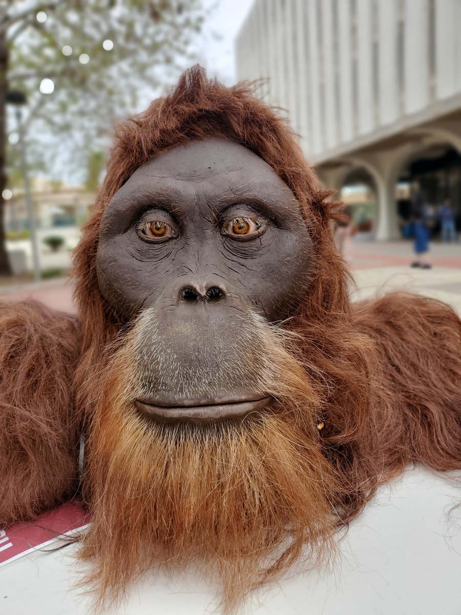 anthrosdsu tweet media