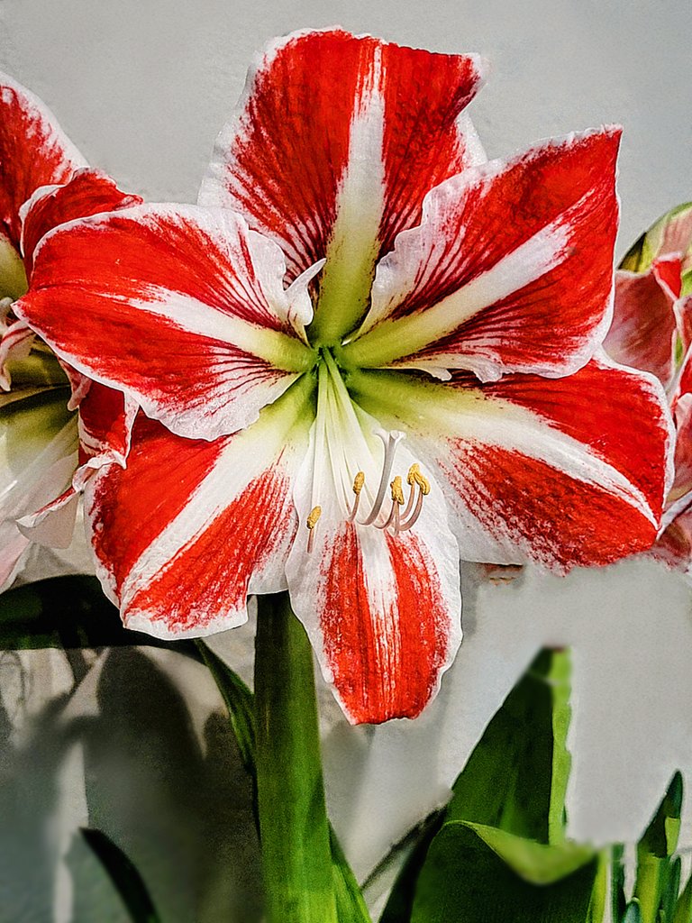DestCharming's tweet image. The brilliantly red Amaryllis 'Spartacus ' is looking absolutely stunning in my indoor garden today!
❤️❤️❤️❤️❤️❤️❤️
destinationcharming.com 
#flowerphotography #garden #amaryllis