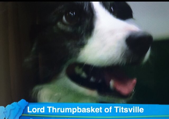 joeheenan's tweet photo. My favourite Crufts dog names 
#crufts https://t.co/CaVYPWAcPB