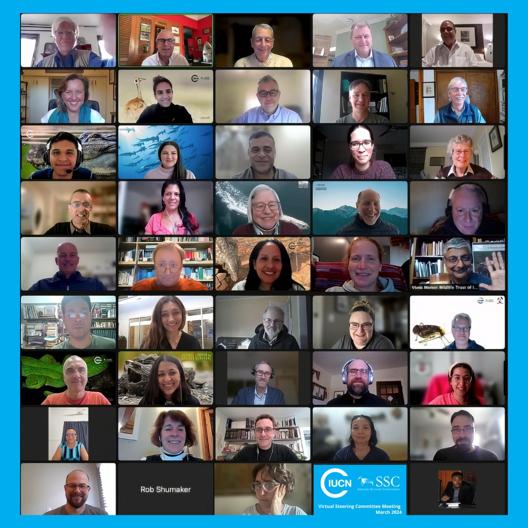 Just finished our 2024 virtual Steering Committee meeting, gearing up for impactful conservation ahead: 🌐@ReversetheRed1 World Species Congress and 🫱🏽‍🫲🏾active participation in the implementation of Target 4 and Goal A of the #GBF @UNBiodiversity 🔗linktr.ee/iucnssc