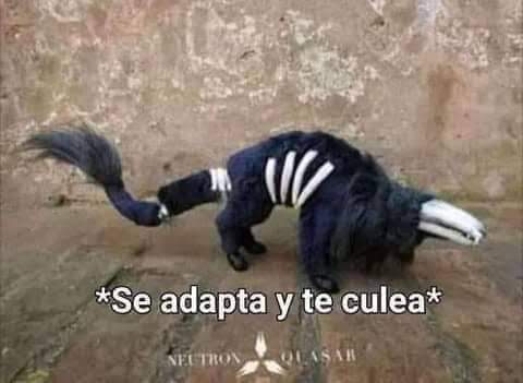 Axl2451's tweet photo. @deyvid_1664 Jajaja c adaptó y lo papeó https://t.co/XZgHtC06xb