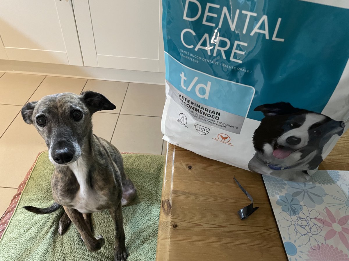 Pals! I have almost my body weight in new bigger-than-dice kibble bedtime treats! 🦷