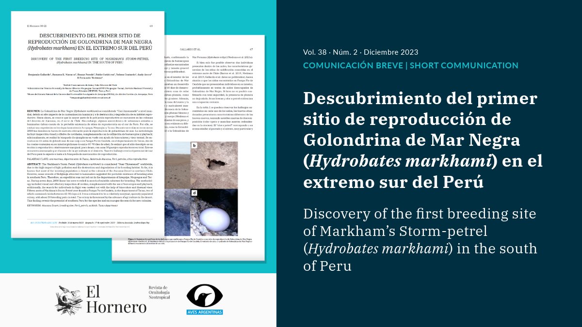 [COMUNICACIONES BREVES]

🔹Descubrimiento del primer sitio de reproducción de Golondrina de Mar Negra (Hydrobates markhami) en el extremo sur del #Perú

✍️B.Gallardo, J. K. Vizcarra, R. Peredo, P. Gutiérrez, N.Contardo,  A. Arcco, <a href="/FmedranoM/">Fernando Medrano Martínez</a> 

🔓doi.org/10.56178/eh.v3…
#ElHornero