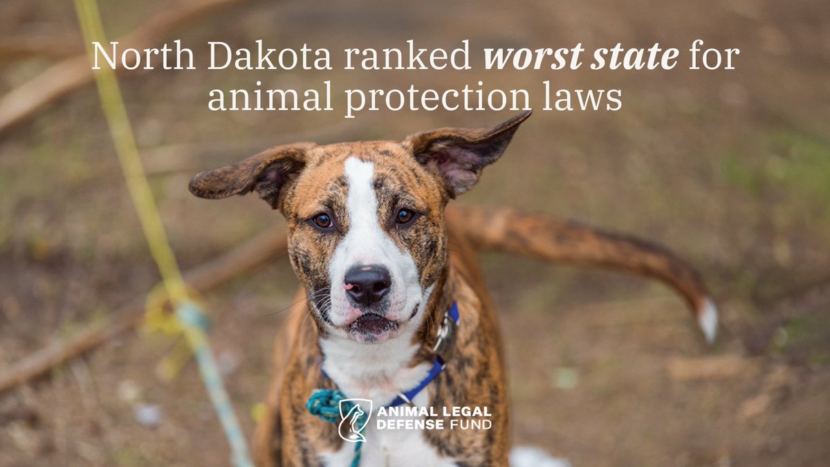 For the first time, North Dakota ranks as the worst state for animal protection laws according to our annual U.S. State Animal Protection Laws Ranking Report ➡️aldf.org/article/state-…