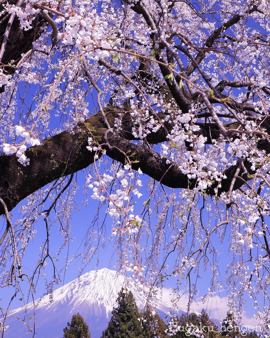 可憐な花の枝垂れ桜との富士山も絶景🌸😍👍🏻
#富士山　#枝垂れ桜