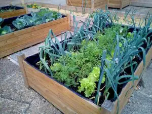 VonFonay's tweet photo. Cuando hacemos #HuertaUrbana cultivamos nuestros alimentos y cultivamos nuestra mente. con @SouthOrganics https://t.co/rL46gue4oP