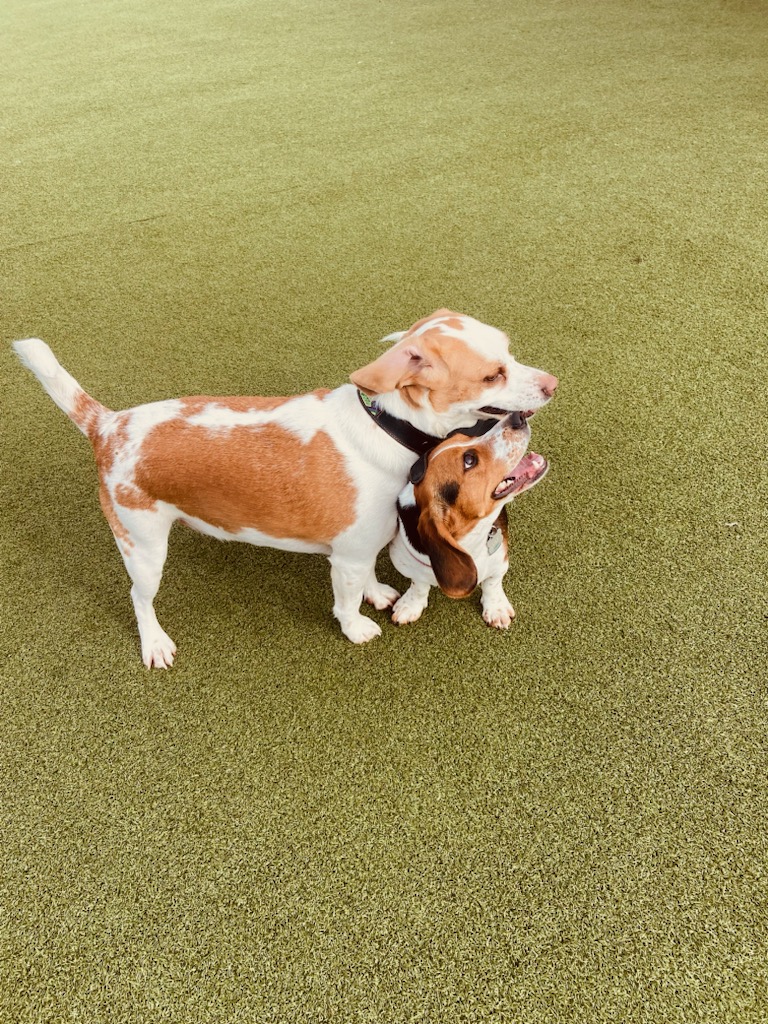Buds