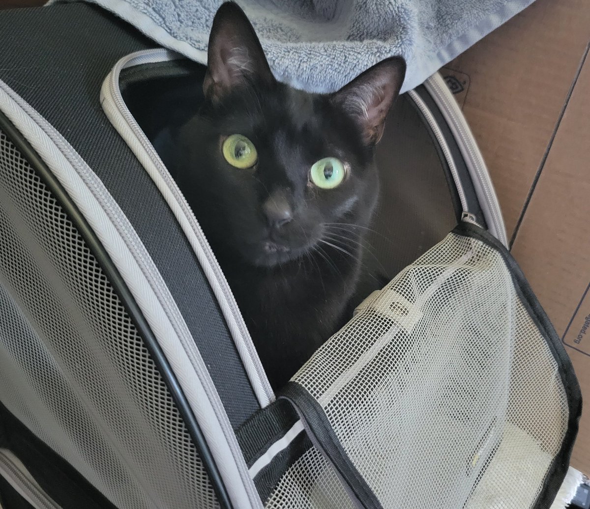 DapperlyCats's tweet photo. Twig is ready for her catastic adventure!! 

5 Seconds later: https://t.co/tWMvsPguMN