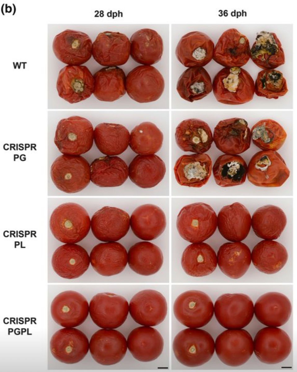 simonmaechling's tweet photo. Gene editing enhances tomato shelf-life while maintaining fruit quality.

Tomatoes are a valuable commodity worth $95.62 billion worldwide.

↳ Fruit losses in the supply chain vary between 25% and 42%.

Consumers are looking for nutrient-rich, high-flavor, and convenient fruit. 

The use of gene editing can improve shelf-life and positively impact quality. 

↳ Significantly reducing losses.

1. By simultaneously disabling two key enzymes responsible for fruit softening (polygalacturonase and pectate lyase).

2. Researchers have developed a double CRISPR knockout, called PGPL. 

3. This results in longer-lasting fruit up to 36 days post harvest (dph) when compared to the wild-type (WT).

4. Without sacrificing consumer-based quality attributes. 

By using gene editing, post-harvest loss can be greatly reduced. 

↳ Providing consumers with better, longer-lasting tomatoes.