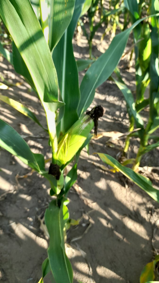 0922e4bb2fa045b's tweet photo. 🌽 @ALZ_Agro @semillasnord hoy junto a nuestro distribuidor en #Sampacho #CampoFertil recorrimos un lote de #AcruxPwe para ver estado y organizar una jornada junto a sus productores https://t.co/D5vMNvX78n