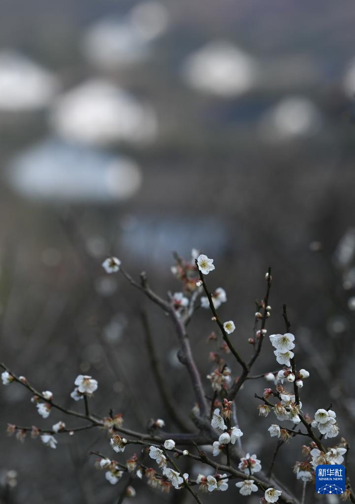 每日一景|浙江湖州：梅花竞放香似海