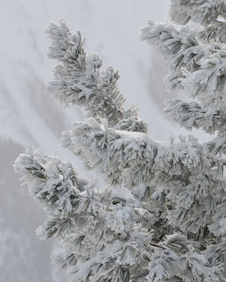 How much do you know about the Whitebark Pine?  Learn more about these unique trees with us tomorrow with Parks Canada, from 11 AM - 2 PM at the Great Hall!

Learn more here: bit.ly/48KjCOT