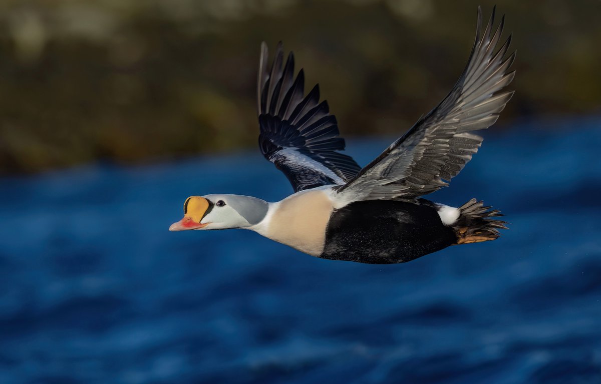 King Eider in flight at Batsfjord harbour 😊