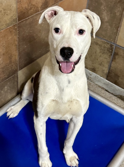 If you have been looking to grow your family🐶 but worry about whether or not a new pup will get along with your pet; never fear! PetSmart on Hulen has all the dog friendly babies that you could want. Just ask Tito, he thrives with dog-friends to play with❣️💖🌈