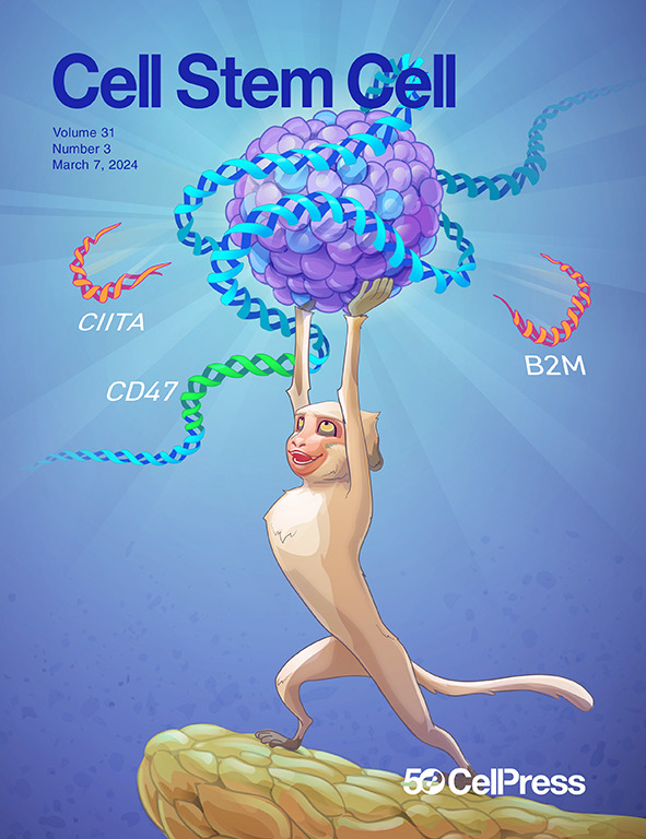 Cell Stem Cell (@cellstemcell) on Twitter photo New issue alert! See exciting studies including our cover article on gene-edited hypoimmune islets that can reverse diabetes on transplant in an allogeneic non-human primate from Shrepfer lab <a href="/Sana_Biotech/">Sana Biotechnology</a>. Plus, the latest in our Hallmarks series from <a href="/leo_jwu/">Jun Wu Lab</a>! New issue alert! See exciting studies including our cover article on gene-edited hypoimmune islets that can reverse diabetes on transplant in an allogeneic non-human primate from Shrepfer lab <a href="/Sana_Biotech/">Sana Biotechnology</a>. Plus, the latest in our Hallmarks series from <a href="/leo_jwu/">Jun Wu Lab</a>!