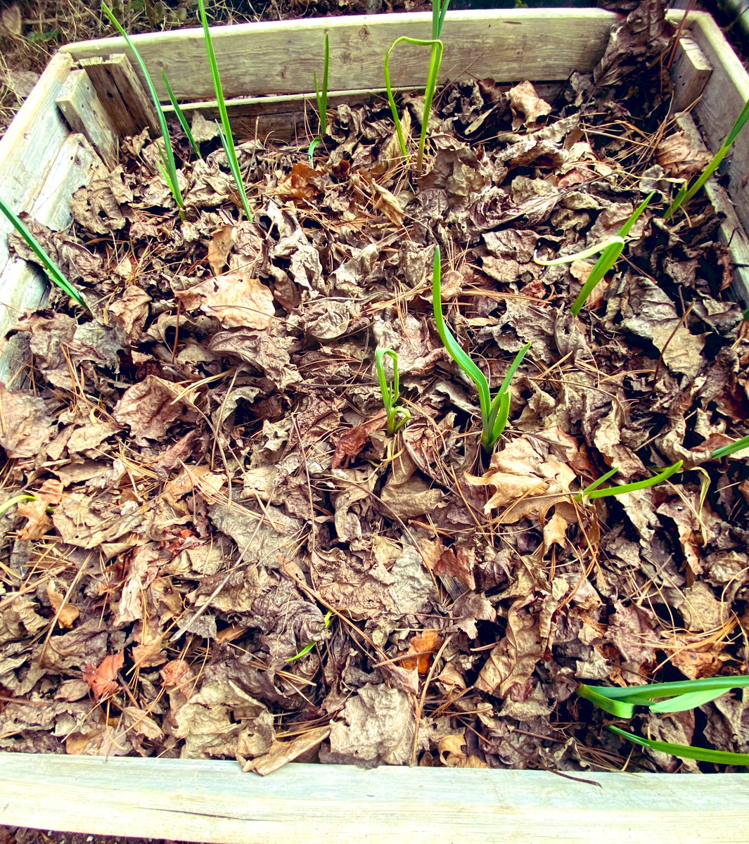 TealSeptember's tweet photo. Our #Garlic is coming up and doing well . This year we have 3 different types of garlic 🧄. I’m excited to try them. #plants #plant #greenhouse #bulbbed #bulbs #garlicbeds #gardening #garden #GardenersWorld #springplants #springplant #gardener #spring #gardens #myplants2024 https://t.co/1q7w8e18qj
