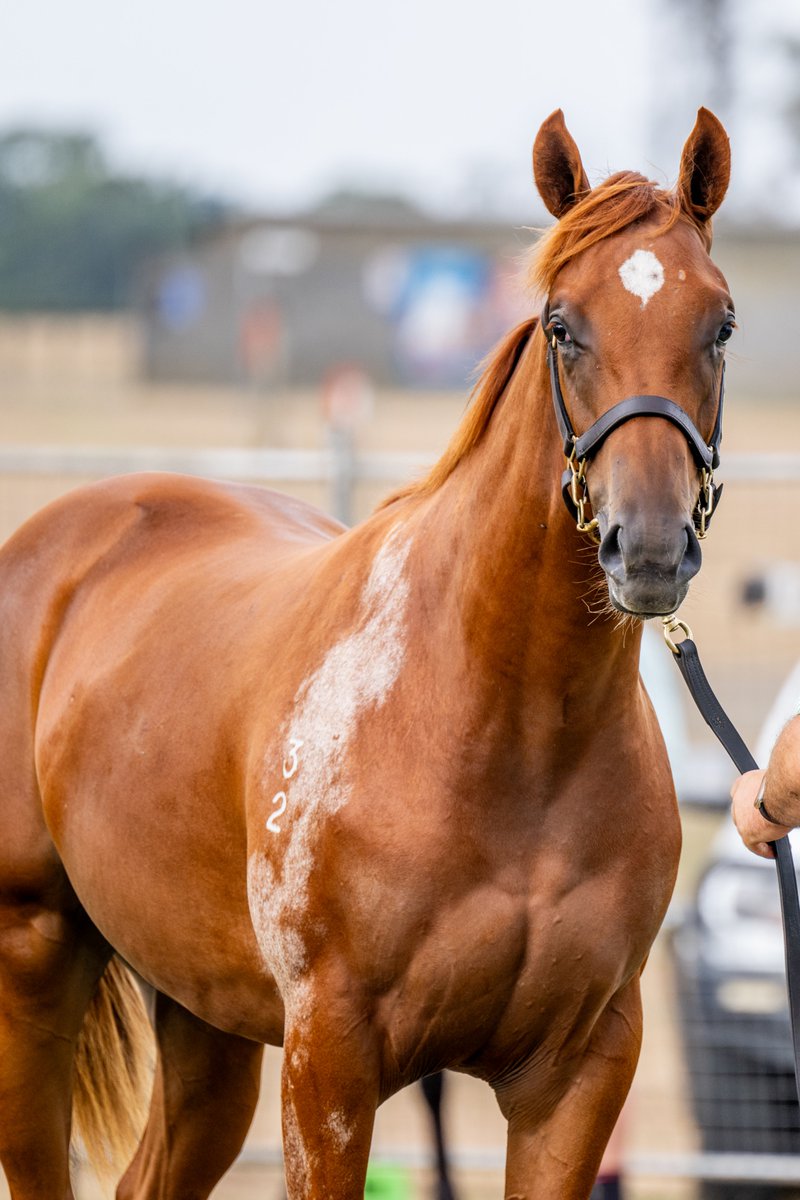 CosgriffRacing's tweet photo. Super pedigrees, athletic types, perfect on xray and scope - Tasmanian @mmsnippets represented outstanding buying value and we still have shares available in these quality yearlings by Earthlight, Doubtland and Dirty Work. DM for more details. https://t.co/66hGbjoArR