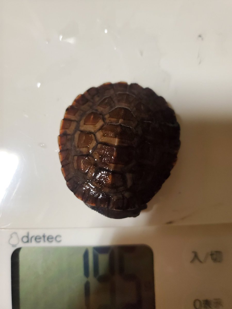 soda_jark's tweet photo. 相方のレオパ探しに
お供して行ったショップさんて
出会って目が合ってお迎え
しちゃいました😅

かなりのビビり
只今、苦戦中🥺

#ニシキマゲクビガメ https://t.co/lg6ByfQfZs