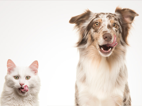 skysurfer94's tweet photo. Neuer Shop für #hundefutter und #barf https://t.co/QLjWG9WZ0H https://t.co/QiMA6B2YpM