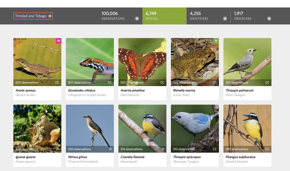 Trinidad & Tobago has surpassed 100,000 verifiable observations on @inaturalist 🤯 that's a great accomplishment for a small, twin island republic. Take a look at the second image which shows the most common species observed and posted to iNaturalist.