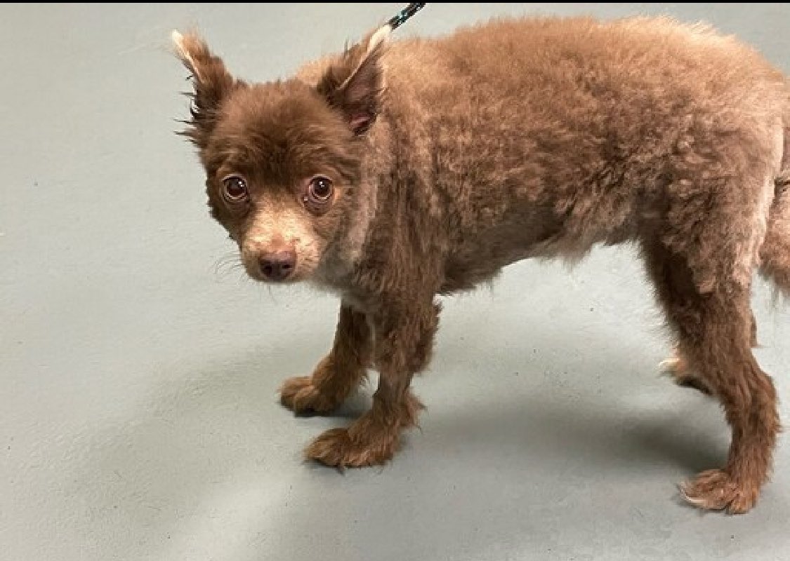 Puppy Sofrito 194851, at just 14 pounds, arrived on March 3 as a terrified stray. Now fast-tracked TBK Saturday, he thrashes and alligator rolls and NYCACC has given him the worst behavior score and opted not to conduct a behavior assessment, or give him any kind of a chance.…