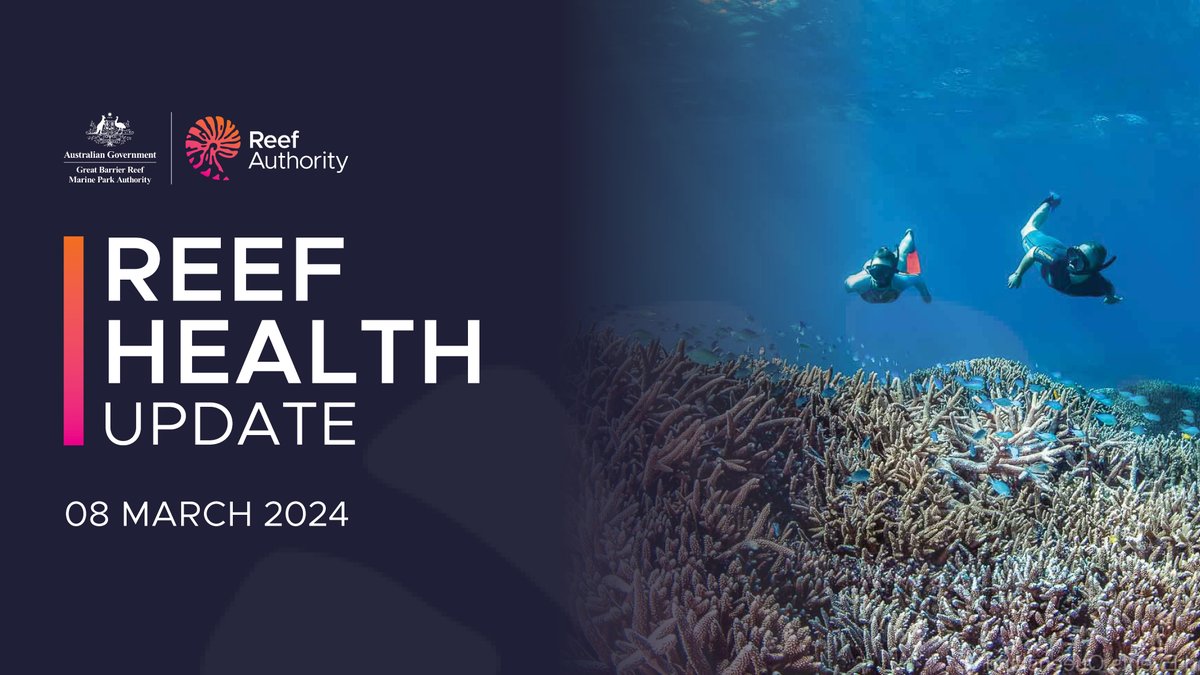 Our latest Reef health update is now available. Learn about the latest data on Reef health, including current coral bleaching events, as well as our management actions. Read and watch the full update here: bit.ly/47Hdsz0. #ReefHealth #LovetheReef