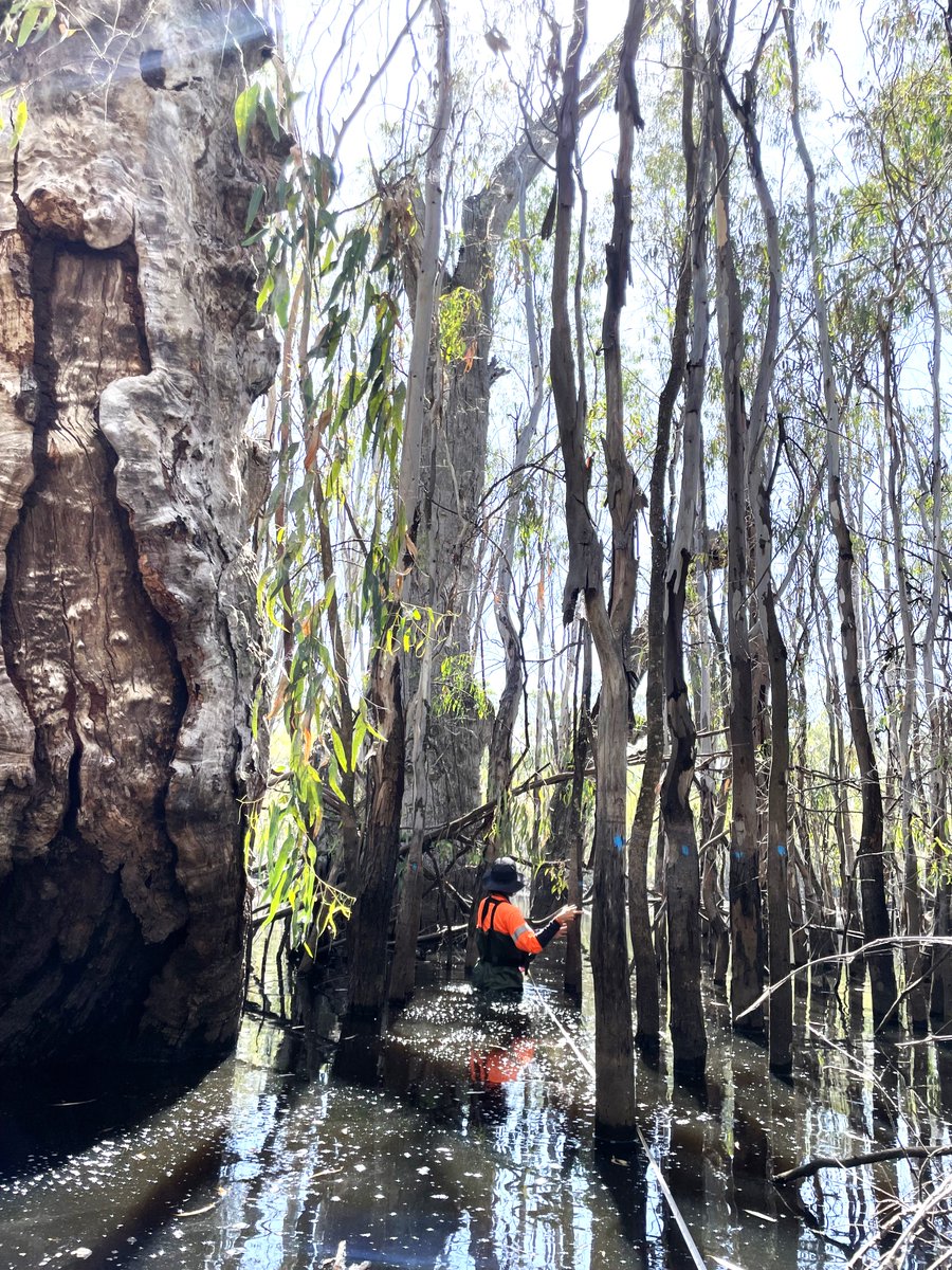 E_R_Australia's tweet photo. Our team has been busy up on the mighty #murrayriver this week conducting #wetland surveys in the heat!

Check out that amazing #stagtree in the left of the image! Too bad we are too late for #thicktrunkthursday!!

#biodiversity #wetlands #wildoz #lifeinthefield https://t.co/h3RFdCBgrE