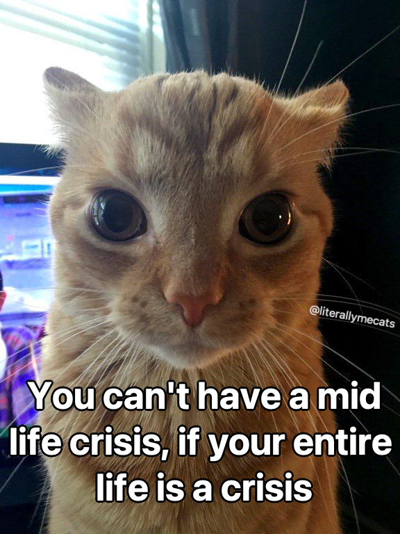 literallymecats's tweet photo. https://t.co/1ySFTA1orC