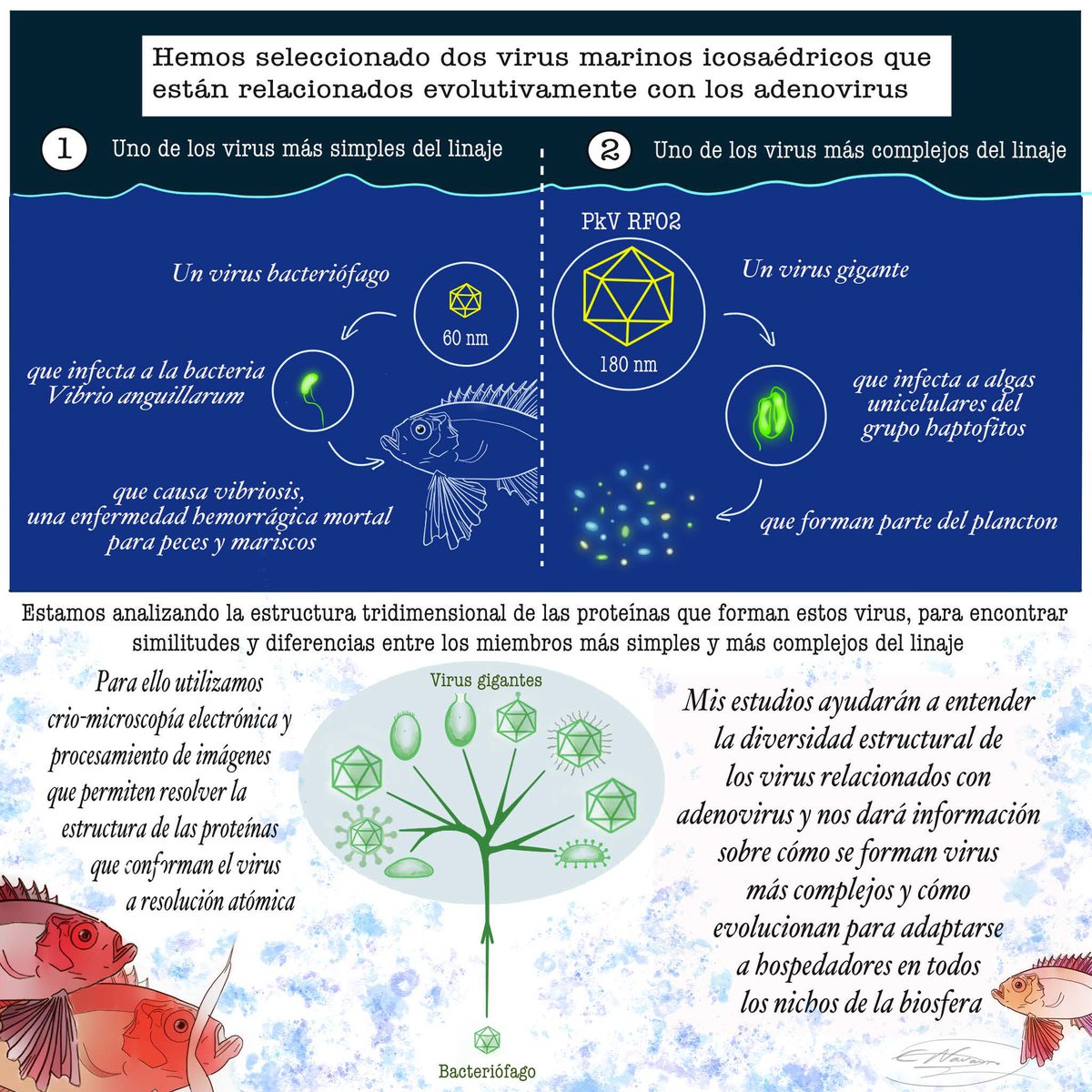 Centro Nacional de Biotecnología (CSIC) (@cnb_csic) on Twitter photo Sara Otaegui, Científica Predoctoral del grupo de “Determinantes físicos y estructurales del ensamblaje viral”, ha sido dibujada por nuestra compañera Cristina Navarro
#8M #CNBerAs <a href="/CSICdivulga/">CSIC Divulga</a> Sara Otaegui, Científica Predoctoral del grupo de “Determinantes físicos y estructurales del ensamblaje viral”, ha sido dibujada por nuestra compañera Cristina Navarro
#8M #CNBerAs <a href="/CSICdivulga/">CSIC Divulga</a>