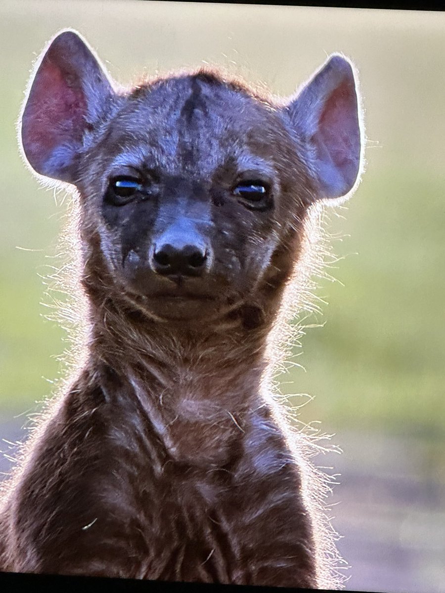 Why did no one tell me how cute baby hyenas are 🥹 #NatGeoQueens