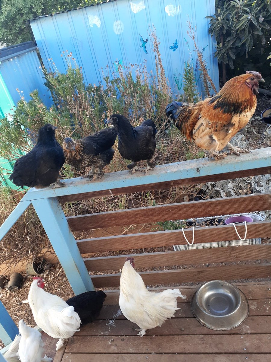 View outside my door this morning.   My free range bantam chickens enjoying the cool before the heat sets in. 🌸🐓

#chickens #freerangechickens #pets #Australiangardening
