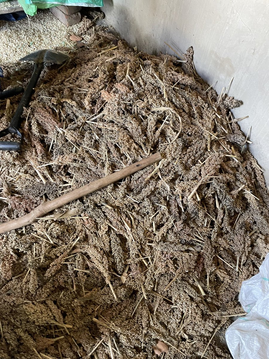 My first Sorghum Harvest