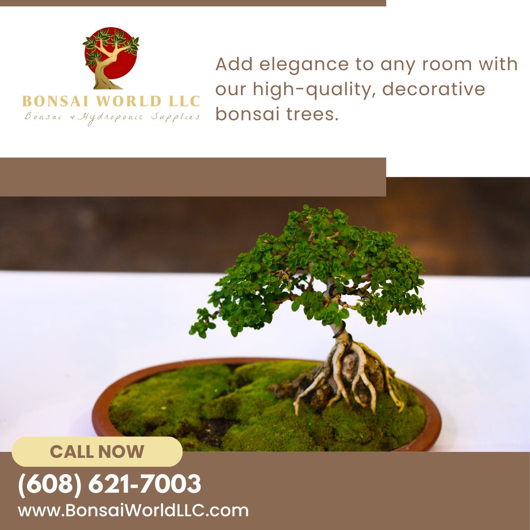 Elevate your decor and ambiance with the unique charm of bonsai from Bonsai World LLC, Holmen, WI. Add a touch of elegance and nature to any space. Discover our meticulously cared-for collection by calling us at (608) 621-7003. #BonsaiDecor #ElegantSpaces