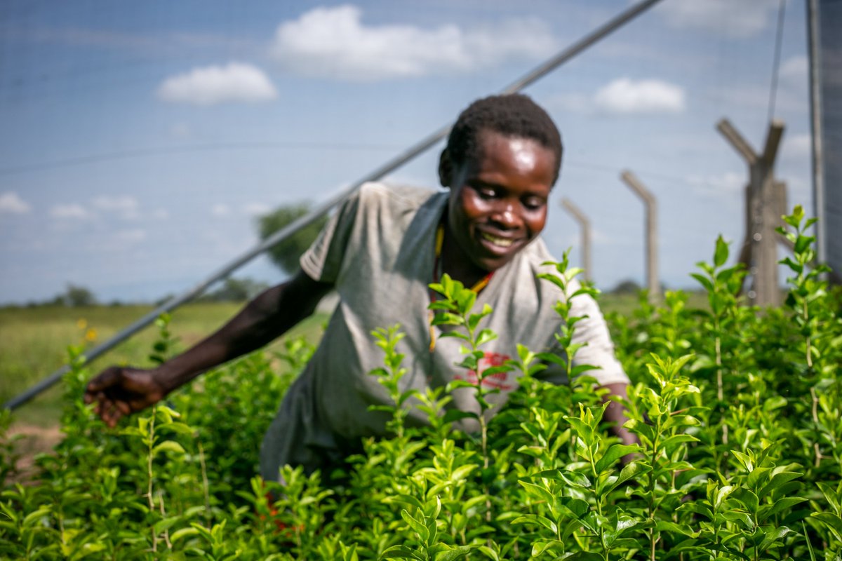 Agromax uganda tweet media